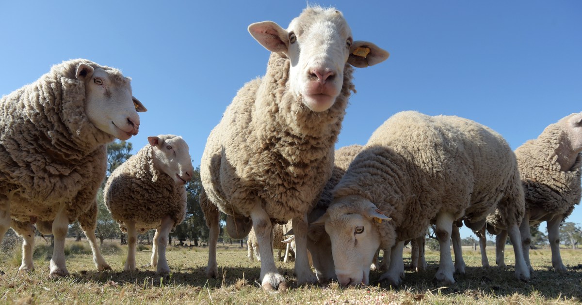 Пренасищането с овнешко месо в Австралия доведе до падане на