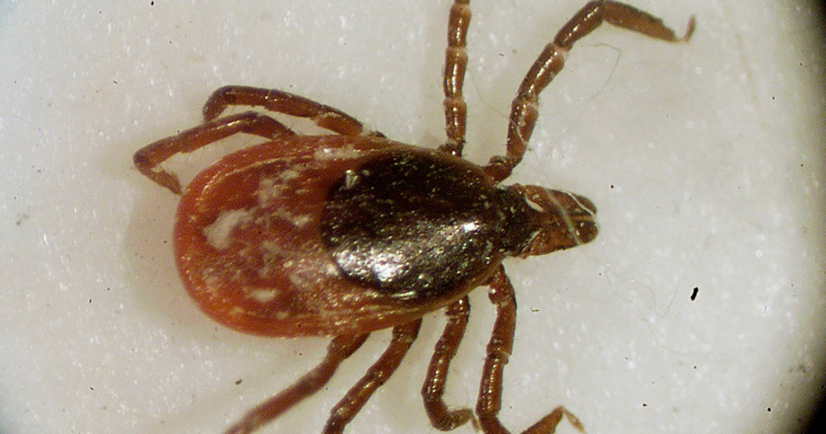 Warmer winters allow ticks to survive and bite yearround The Limited