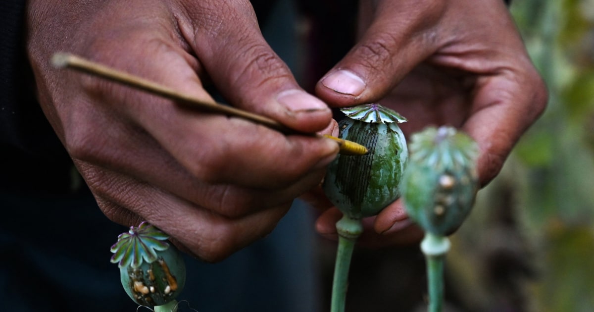 Разкъсаният от война Мианмар вече е най-големият производител на опиум в света, изпреварвайки Афганистан