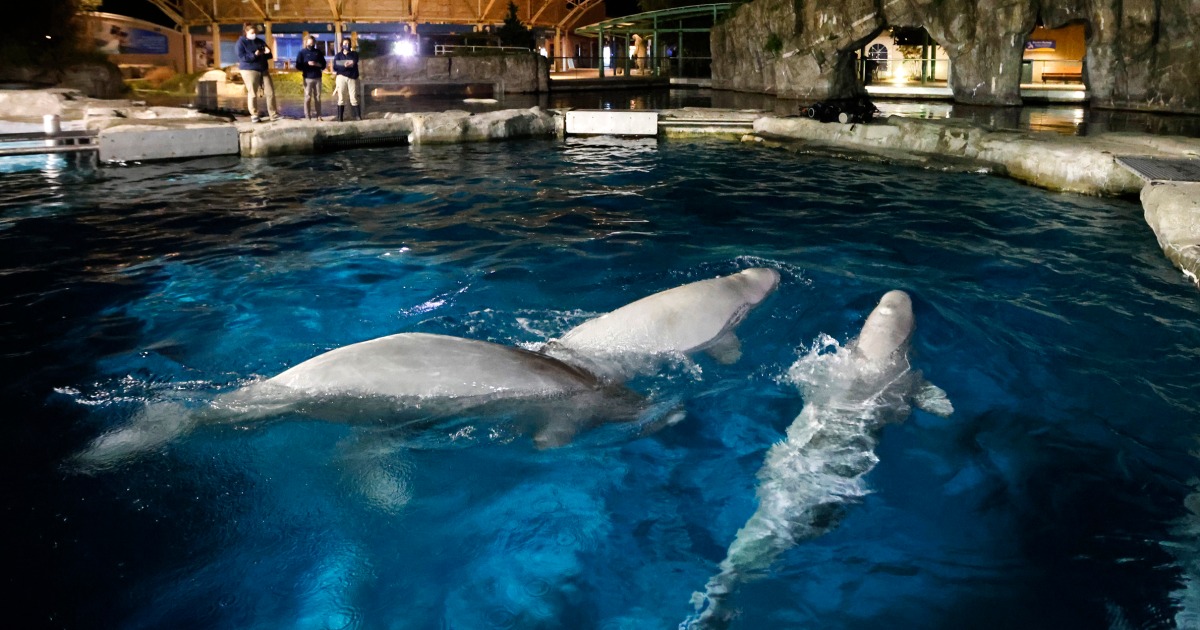 Три от петте кита, донесени в Mystic Aquarium в Кънектикът, умряха