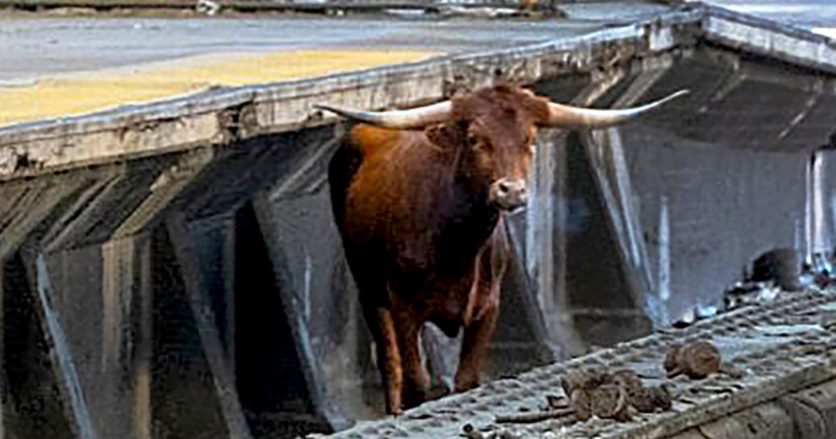 Видео заснема бик, който тича през влакови релси в Ню Джърси, причинявайки закъснения