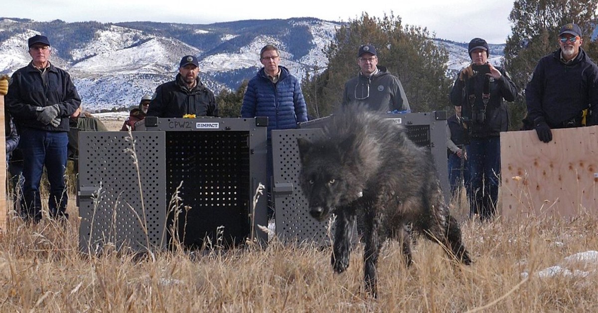 5 вълка, пуснати на свобода в Колорадо като част от плана за реинтродукция