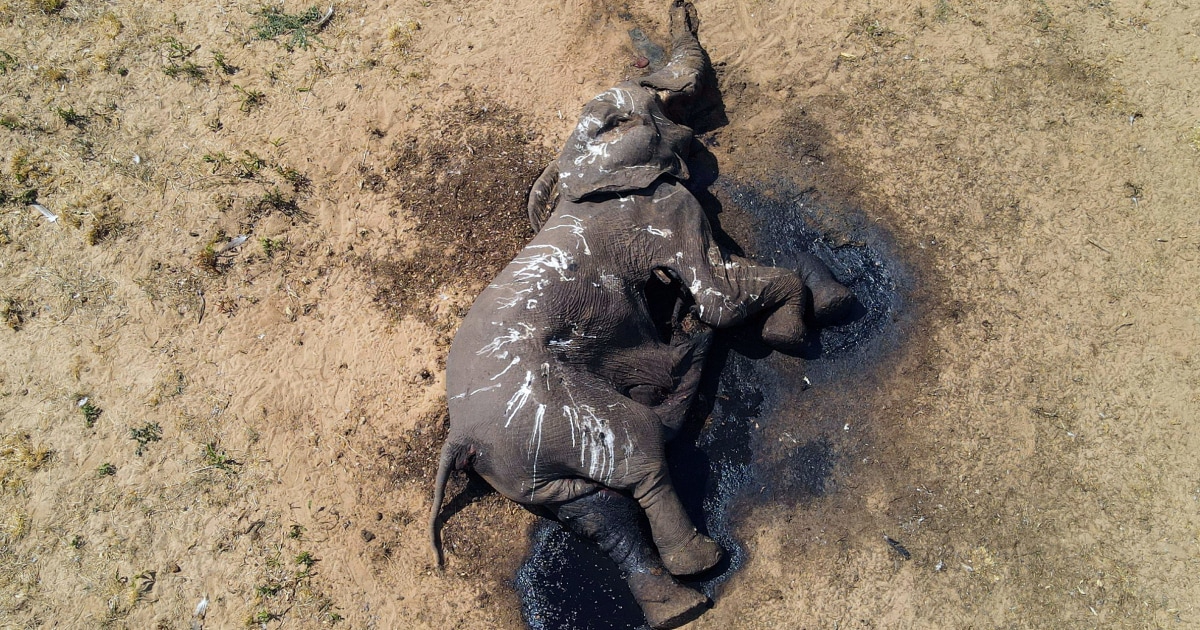 Най-малко 100 слона умират в засегнатия от суша парк в Зимбабве, мрачен знак за Ел Ниньо и изменението на климата