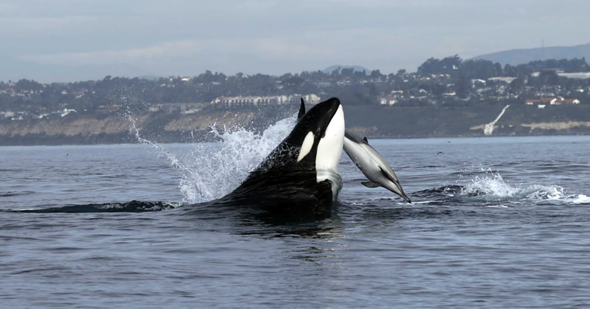 Рядко видео заснема как косатка хвърля делфин високо във въздуха, докато учи бебето си да ловува