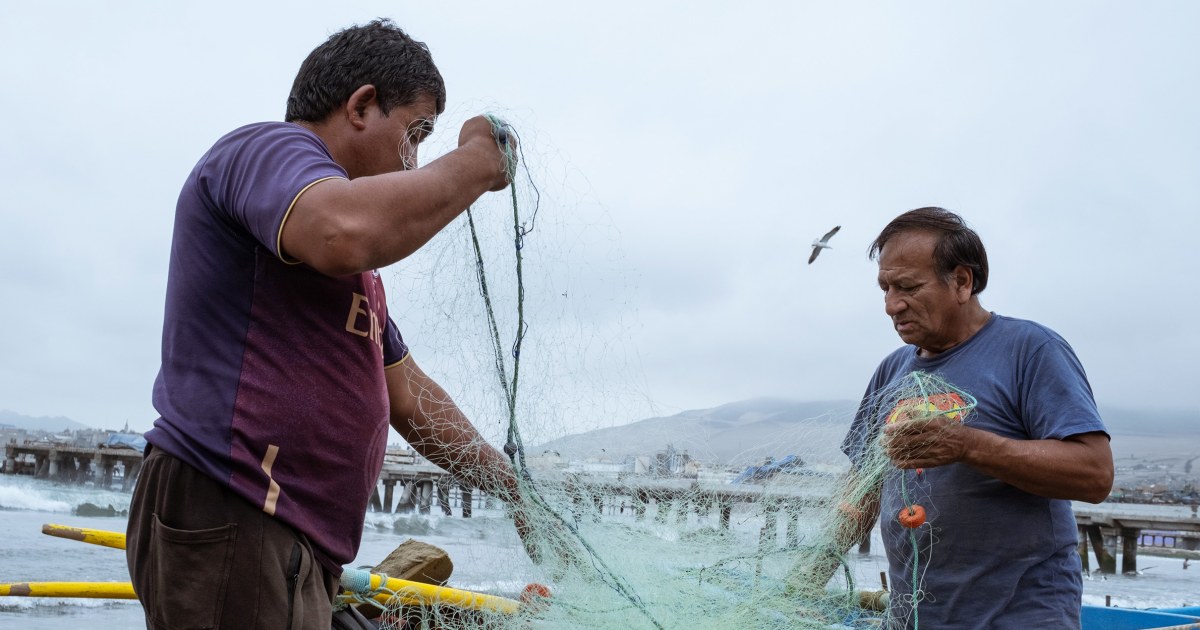 КАЛАО, Перу — Калмарите, които могат да тежат над 100