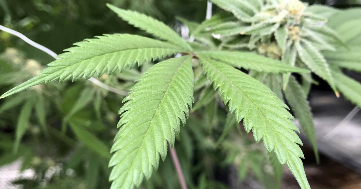 Регулаторните органи в Ню Мексико отнемат лицензите на 2 операции за отглеждане на марихуана и налагат 2 милиона долара глоби