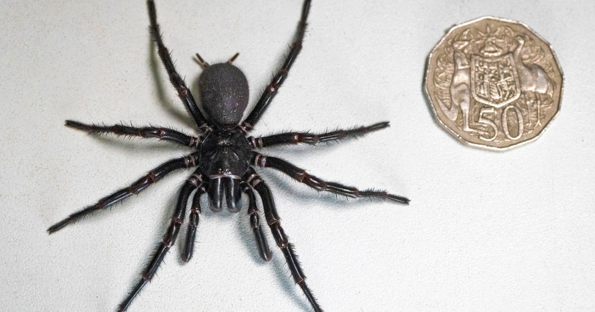 Най-големият мъжки екземпляр от най-отровния паяк в света, открит в Австралия