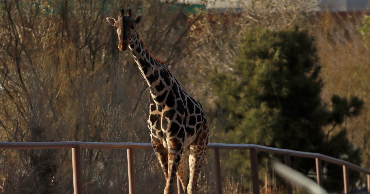 Жирафът Бенито прави дълго пътуване към по-добър климат в централно Мексико