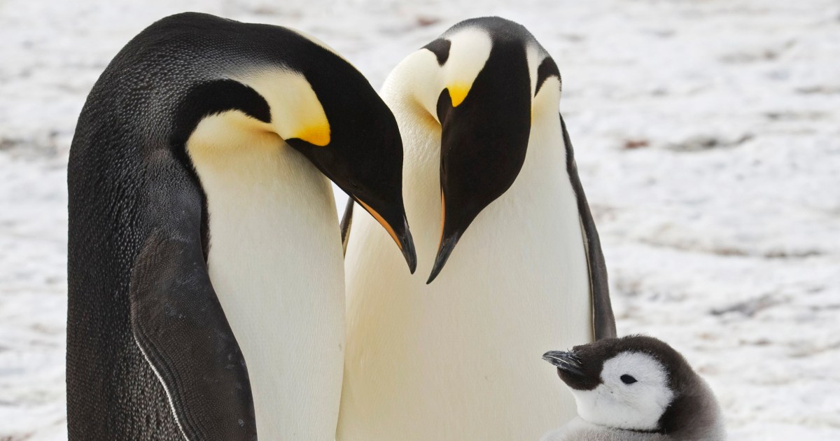 Нови колонии от императорски пингвини, разкрити от птичи изпражнения, видими от космоса