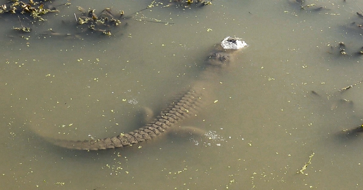 Онлайн видеоклипове, показващи нещо, което изглежда като мъртви алигатори в