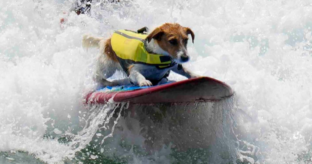 Сърфисткото куче Ефруз, Джак Ръсел териер, обича да язди вълните в Перу