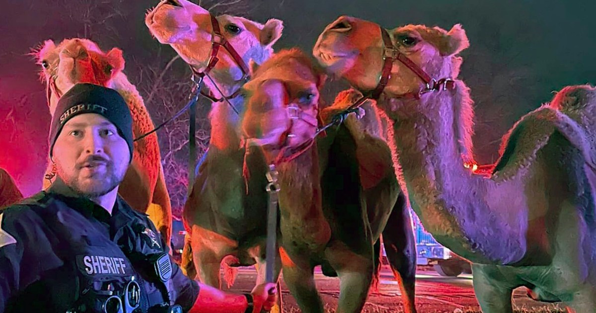 Спасени циркови животни, след като камион се запали на магистрала в Индиана