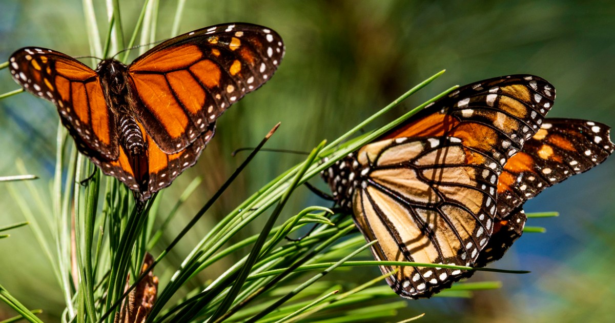 САН ФРАНЦИСКО — Броят на пеперудите западен монарх презимуващи в