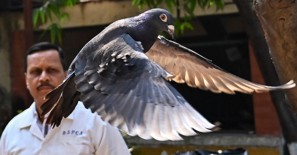 La police indienne élimine un pigeon espion chinois présumé