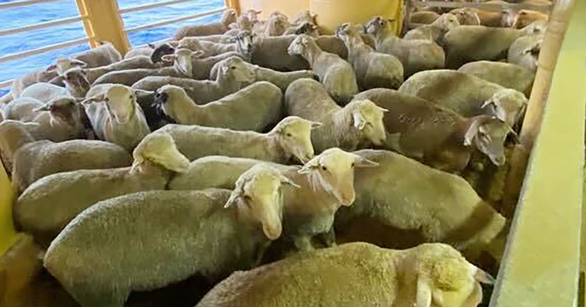 Хиляди овце и говеда са блокирани на кораб, след като атаките в Червено море наложиха обрат 
