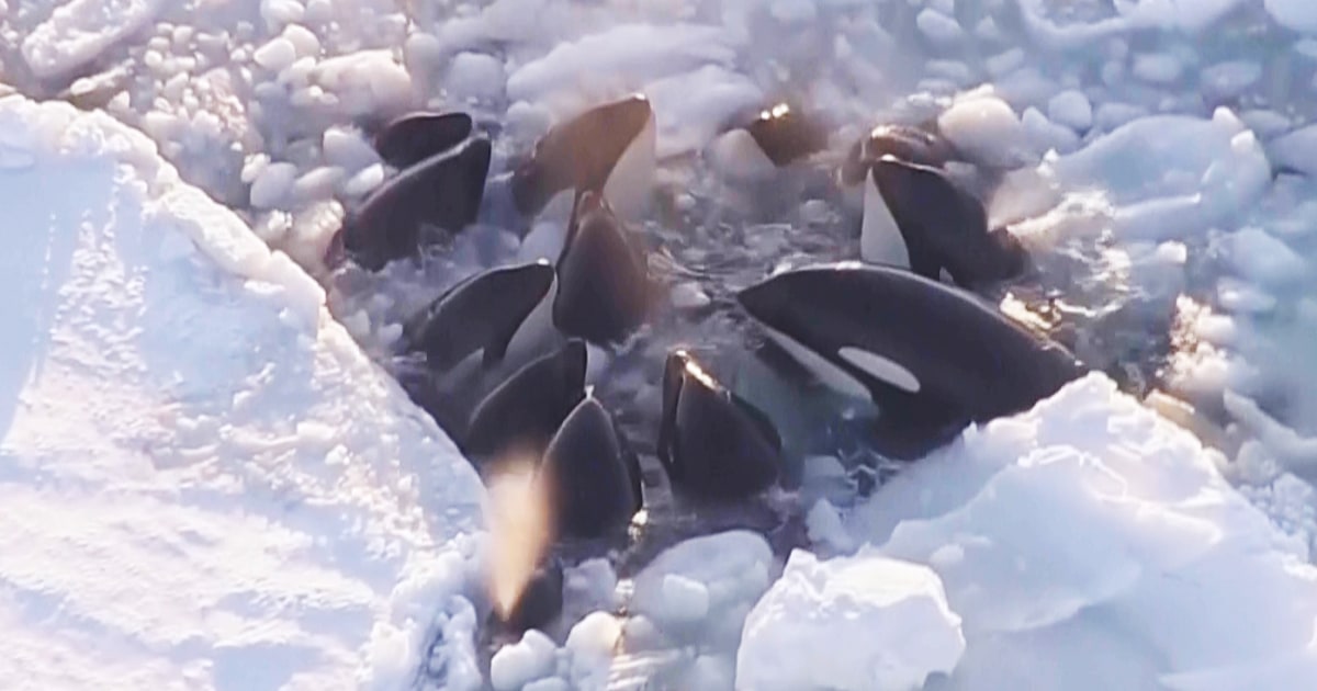 Група косатки, хванати в капан в плаващ лед край Япония, изглежда са избягали безопасно
