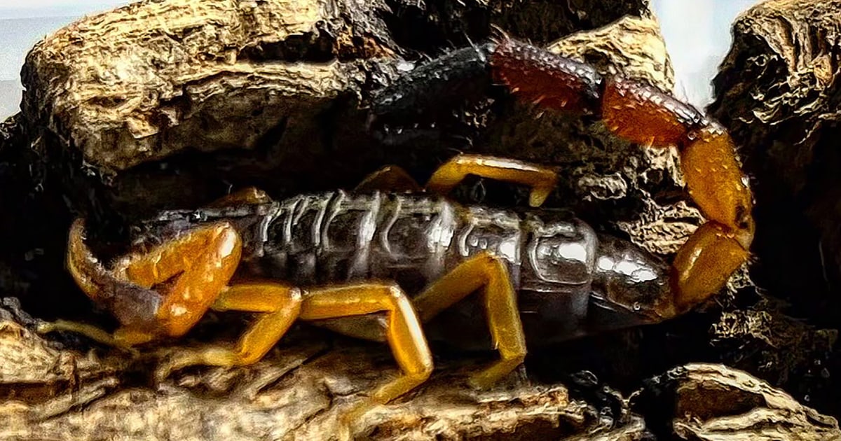 Жена откри скорпион в багажа си 12 дни след завръщането си от Кения