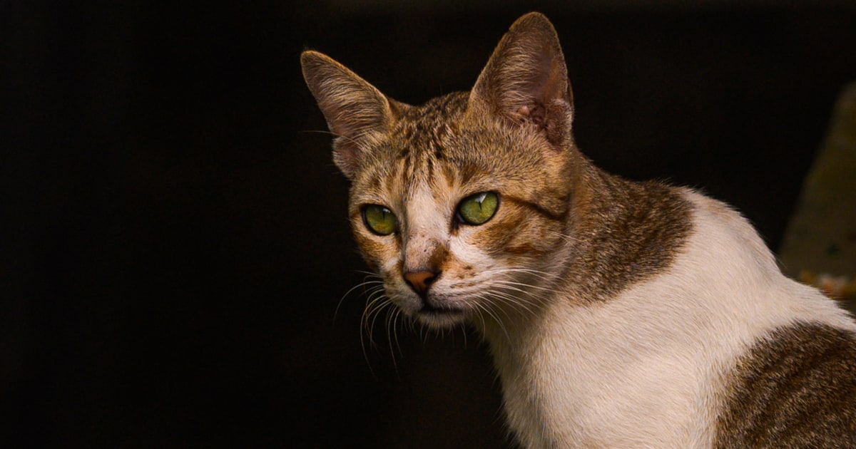 Първият случай на човешка чума в Орегон от 8 години вероятно идва от домашна котка