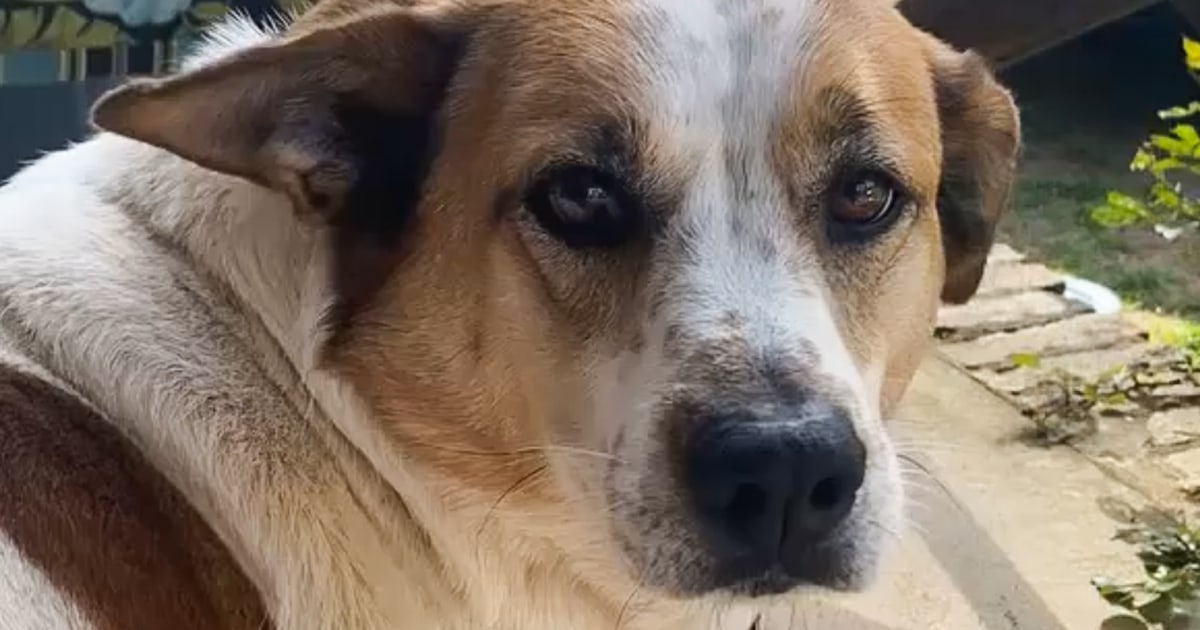 Шофьор на доставка на Amazon застреля куче в дома на Алабама