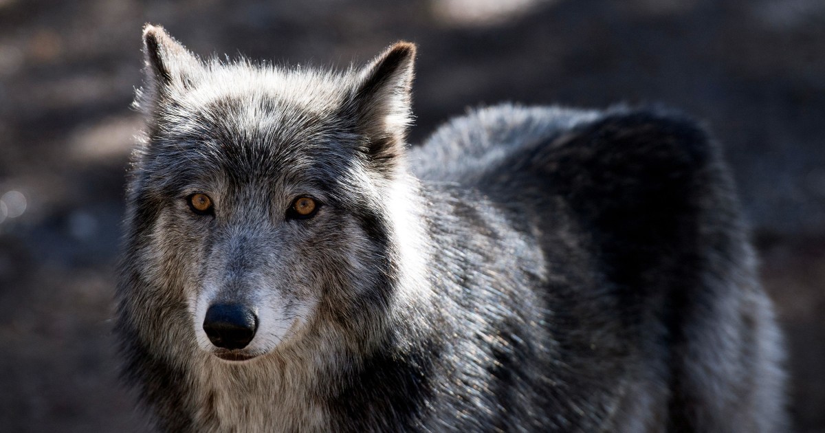 Предлага се награда от $50 000, след като 3 застрашени сиви вълка бяха открити мъртви в Орегон