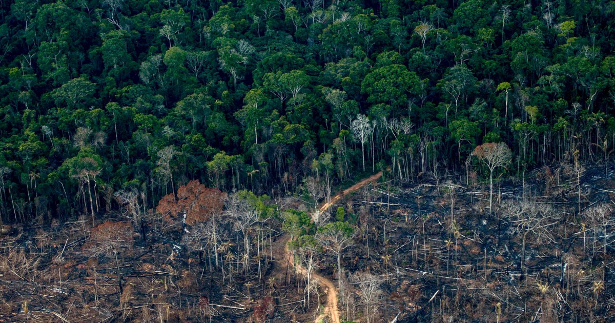 Горските пожари обезлесяването и глобалното затопляне могат трайно да унищожат