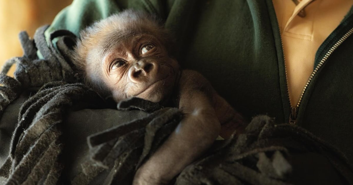 Бебе горила беше родено рано чрез спешно цезарово сечение в