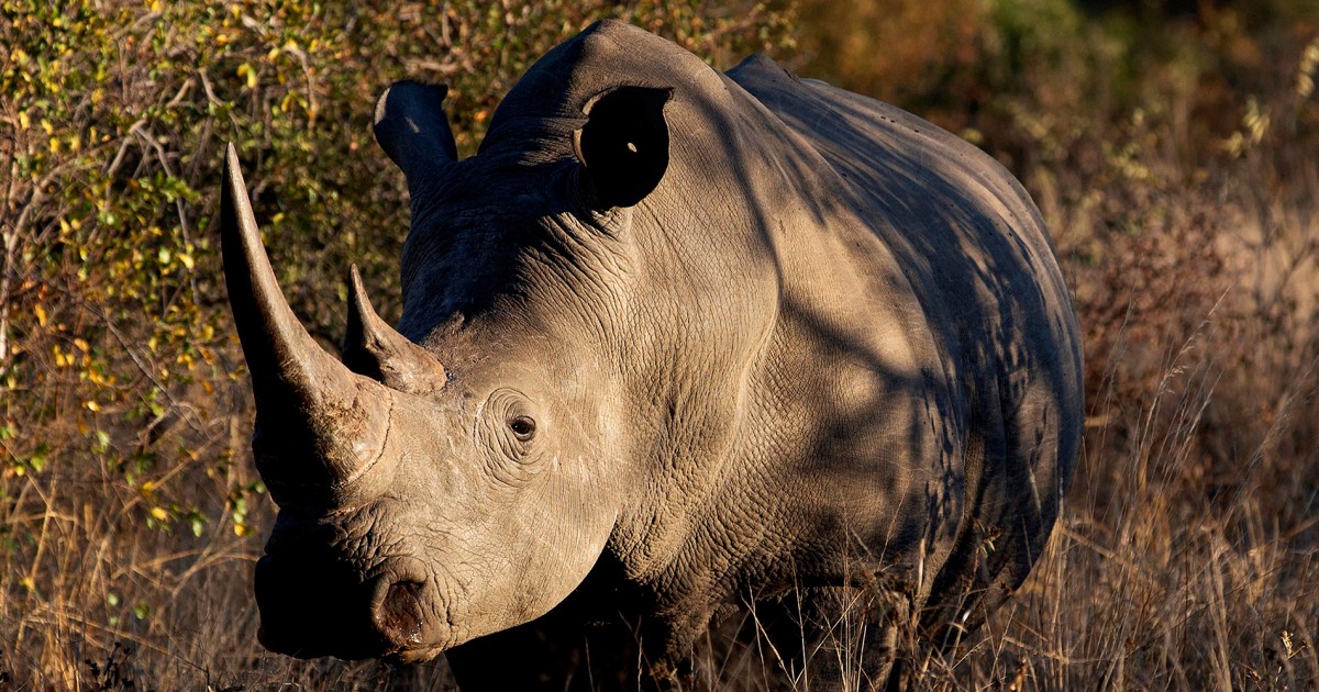 Бракониерството на носорози се увеличава в Южна Африка, където 499 бяха уловени миналата година