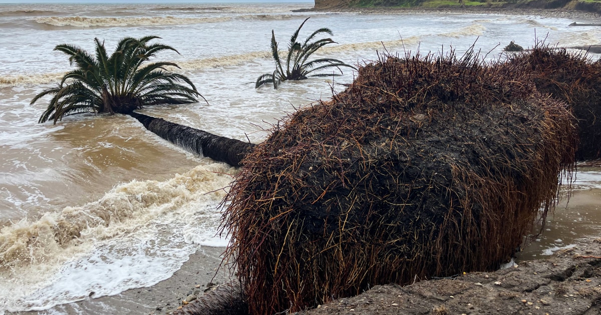 Исторически калифорнийски палми се срутват в океана сред мощни зимни бури
