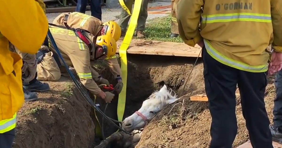 Екипажи спасиха кон на име „Лъки“ от дупка в Лос Анджелис