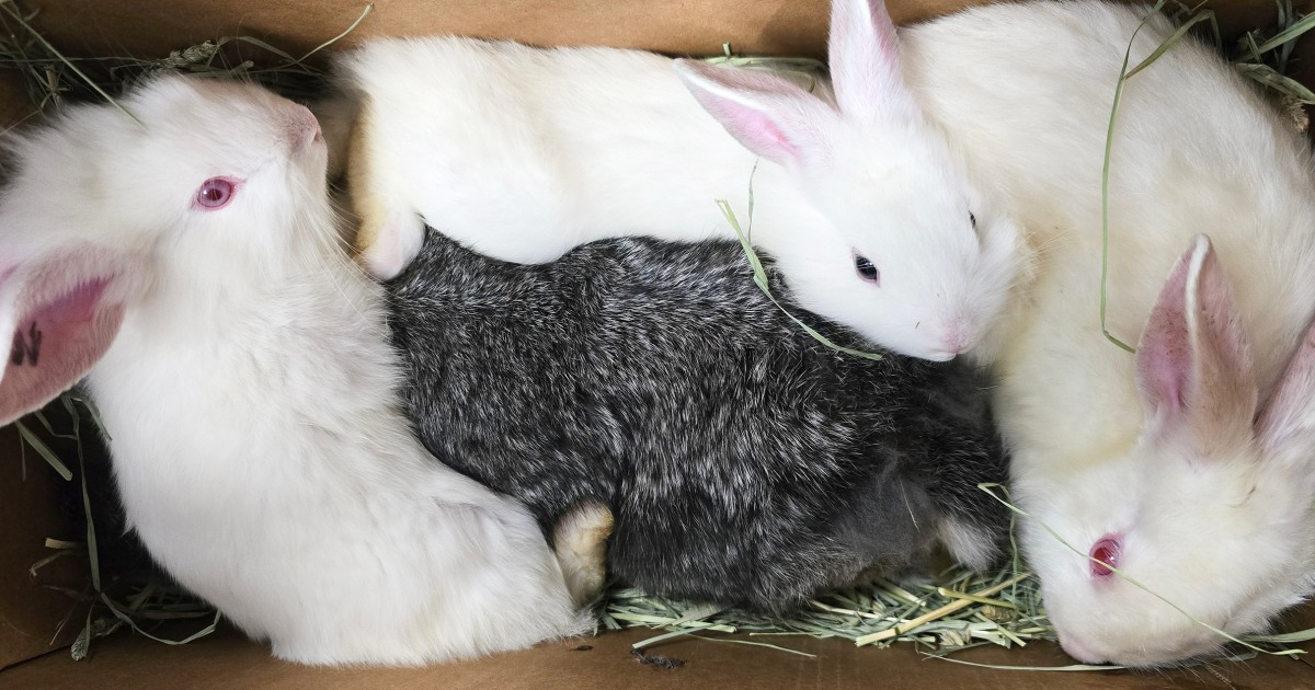 Over 100 rabbits taken from California 'backyard hoarding situation' — and the number could grow