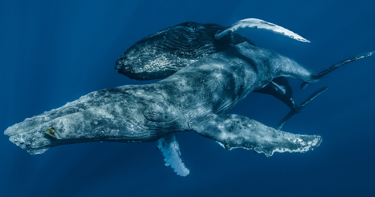 Биологи выяснили, что киты используют таз для секса