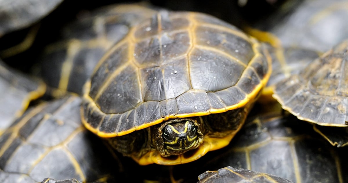 Мъж от Флорида се призна за виновен за контрабанда на хиляди костенурки в Хонконг и Германия