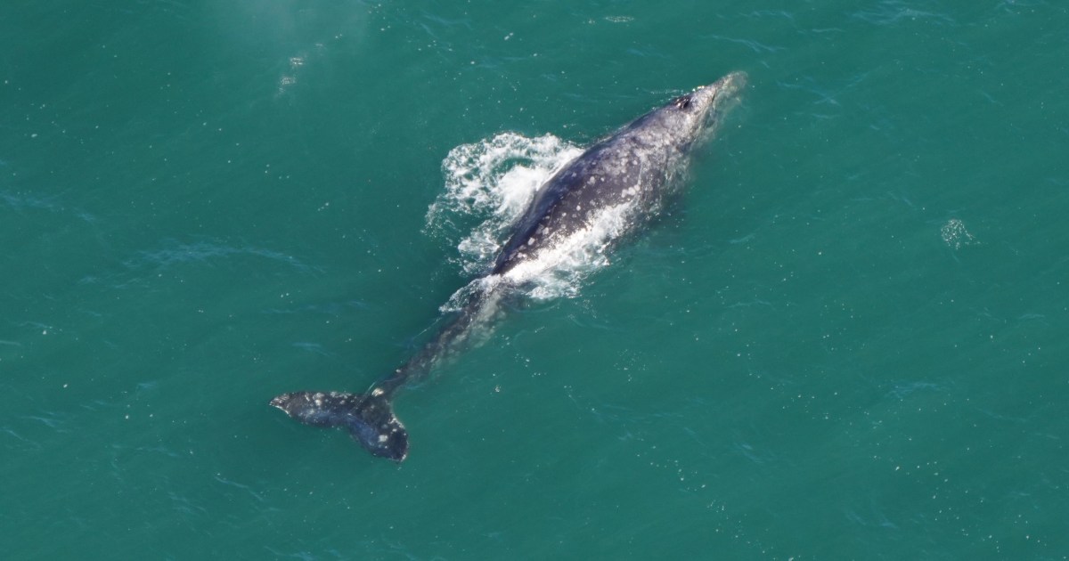 Рядък сив кит, изчезнал в Атлантическия океан от 200 години, забелязан близо до Нантъкет