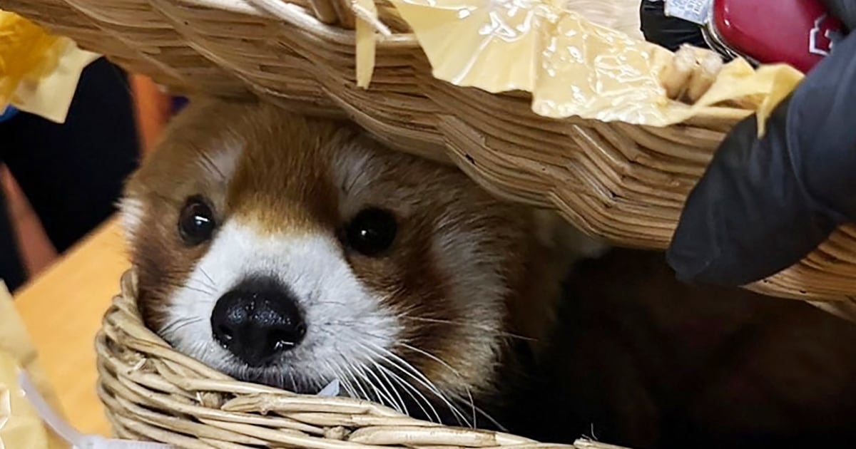 Червена панда открита в багажа на заподозрени в контрабанда на летището в Тайланд