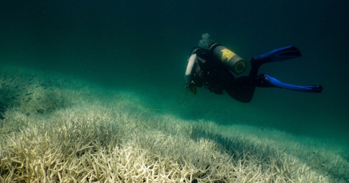 Големият бариерен риф в Австралия е засегнат от пето събитие за масово избелване за осем години