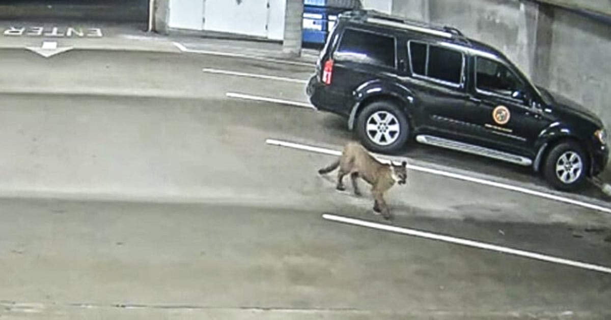 Оушънсайд полицията потвърди скорошните наблюдения на планински лъв обикалящ улиците на Оушънсайд тази