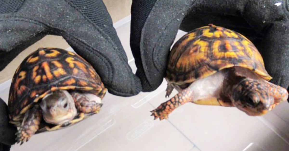 Мъж е обвинен в контрабанда на костенурки, открити в чорапи в Калифорния