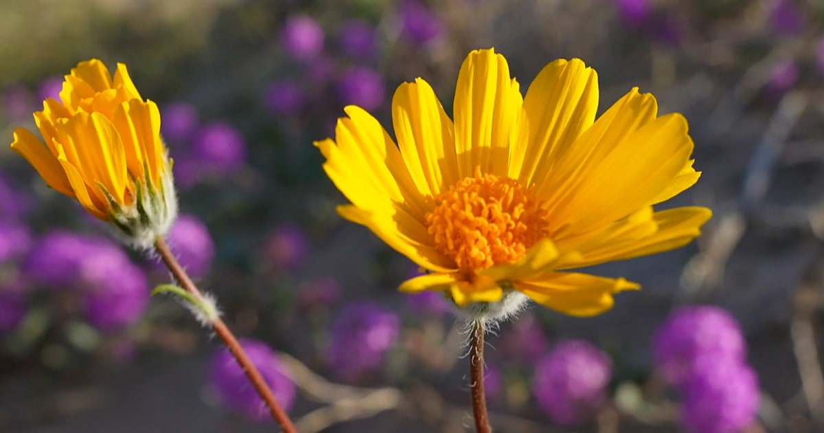 Наблюдателите на диви цветя имат основание да вярват, че „суперцъфтеж“ чака да избухне в Южна Калифорния