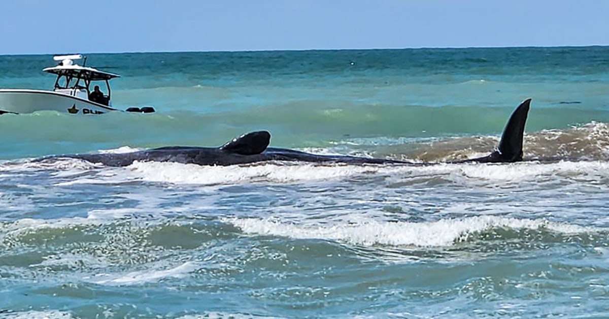 44-футов кашалот умира след рядко плажуване по крайбрежието на Персийския залив на Флорида