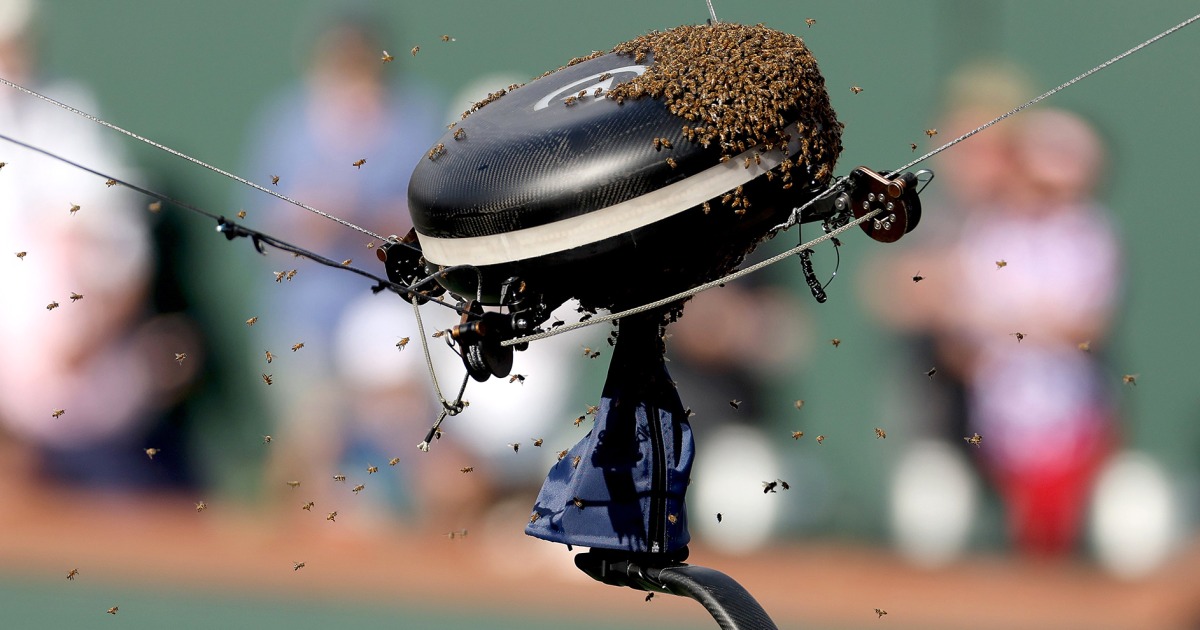 Нашествието на пчели спря играта на корта на тенис турнира