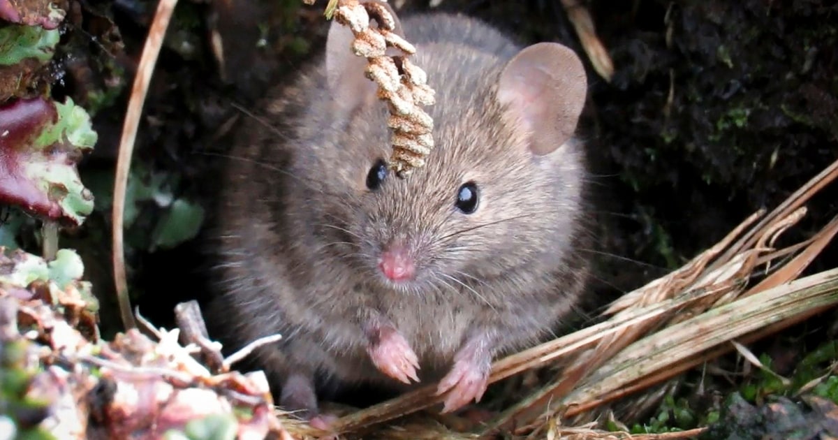 КЕЙПТАУН Южна Африка — Мишки случайно въведени на отдалечен остров