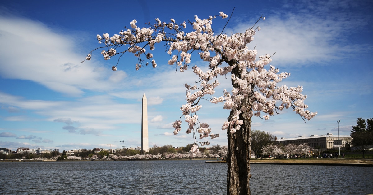 ВАШИНГТОН — Стъмпи хилаво японско черешово дърво чиито няколко кльощави