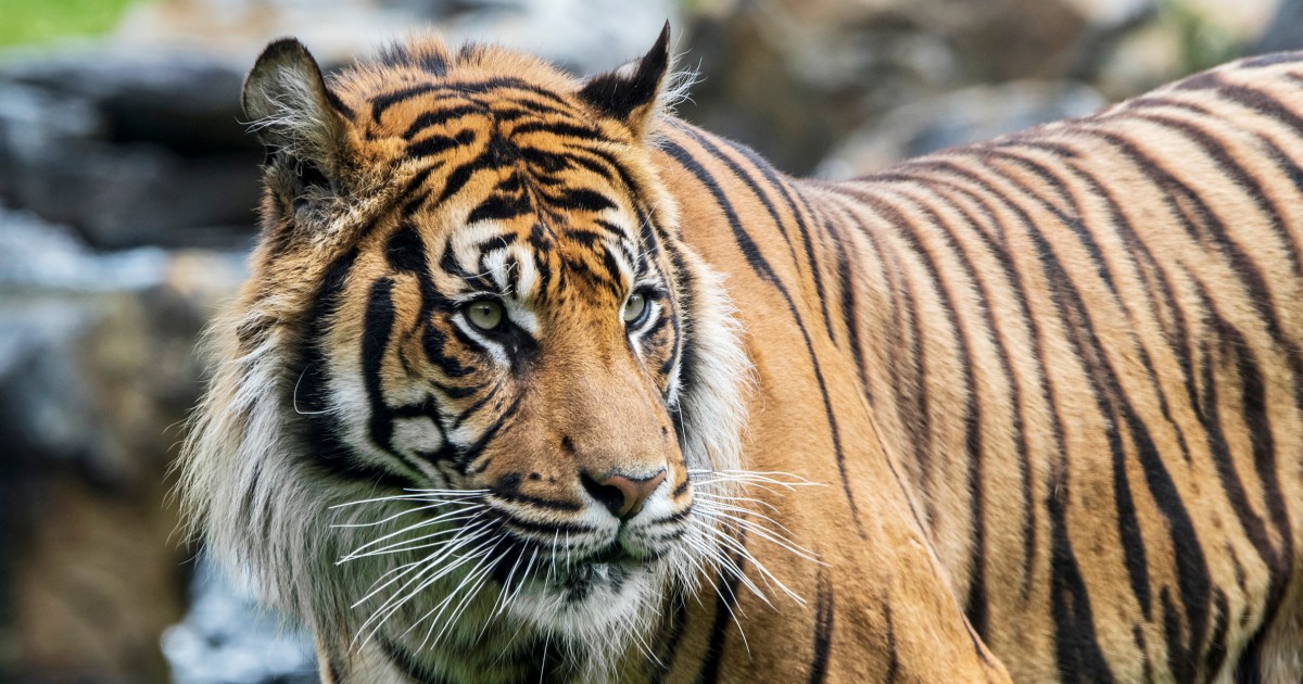 Индонезия търси повече доказателства, че яванският тигър може вече да не е изчезнал
