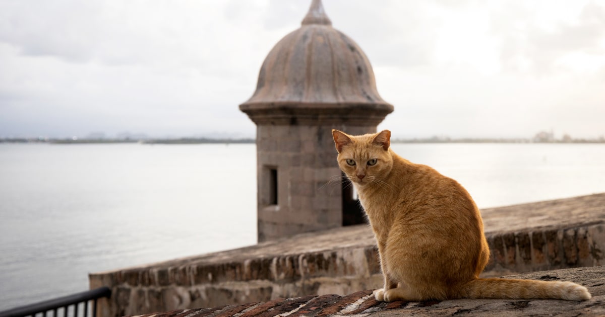 Службата за национални паркове е съдена за план за премахване на известните бездомни котки в Пуерто Рико