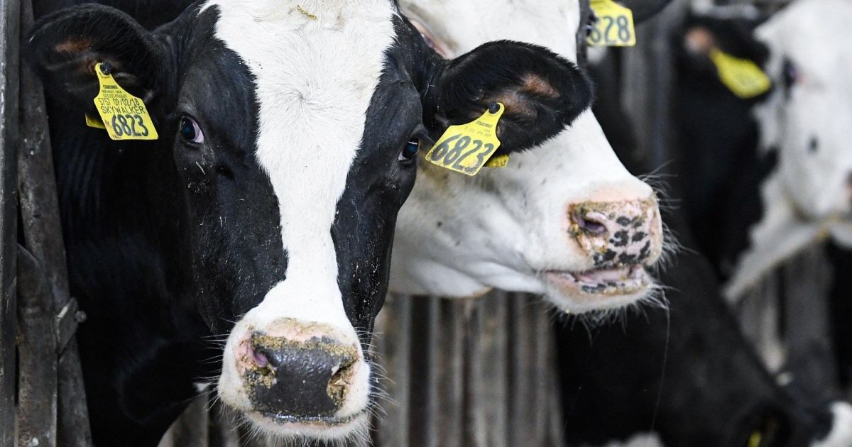 Птичи грип е потвърден при работник от Тексас, който е имал контакт с млечни крави