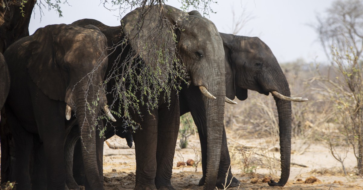 Една страна е толкова стресирана от популацията си от слонове че заплашва да ги изпрати в Европа