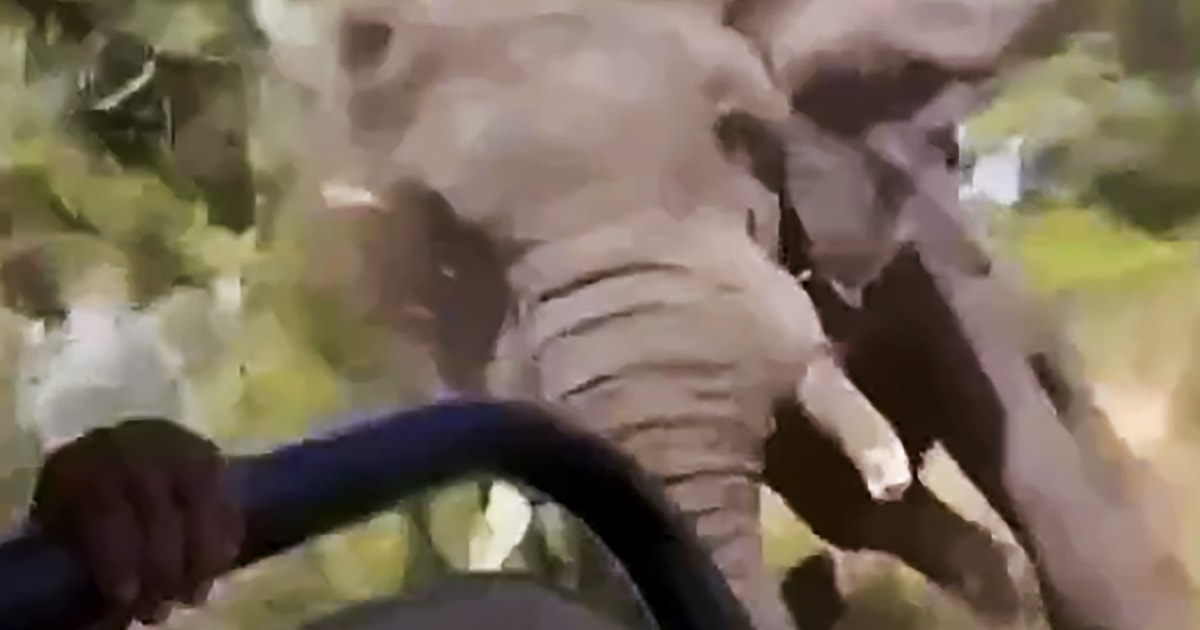 Бързащ слон уби възрастна американка, когато преобърна колата, с която