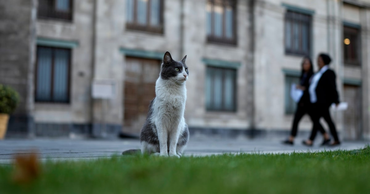В Мексико 19 диви котки могат официално да се разхождат из президентския дворец fur-ever