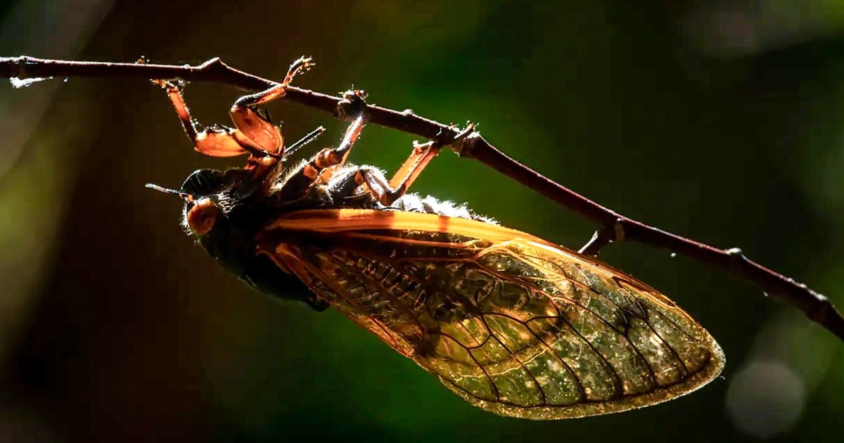 Пристигат цикади: Милиарди насекоми са готови да се появят при нашествие с двойно размножаване