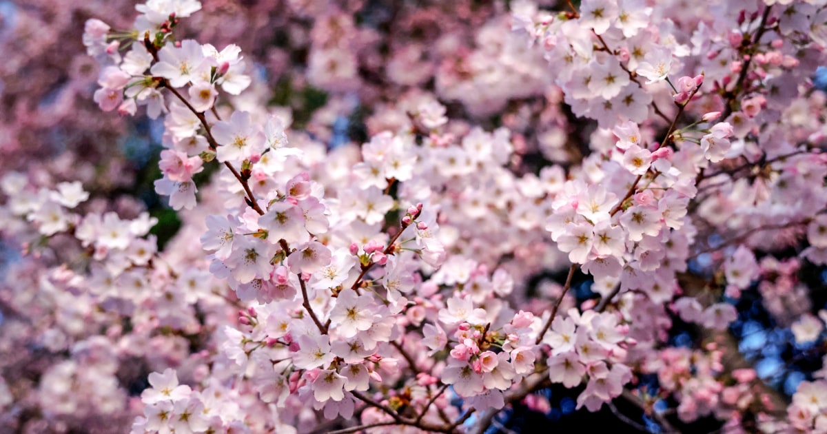 Пролетта е време за обновяване и ново начало а Япония